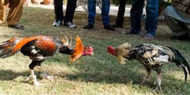 Quy tắc đá gà OK8386 Quy tắc đá gà OK8386