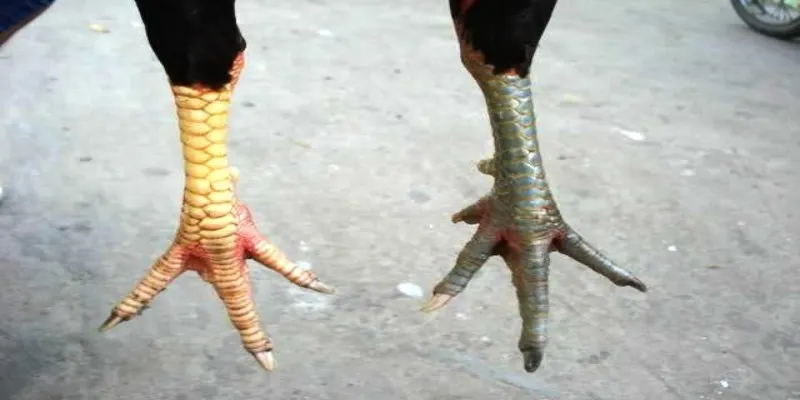 Sơ lược vài nét về bệnh vảy liên giáp