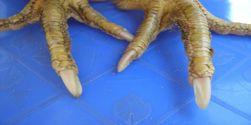 Vảy gà ngủ quý